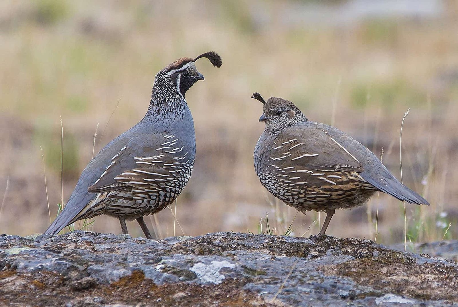 Juvenile Blue Scale Quail
