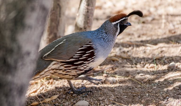 Juvenile California Valley Quail - Image 2