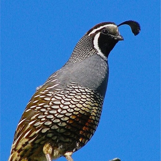 Juvenile California Valley Quail