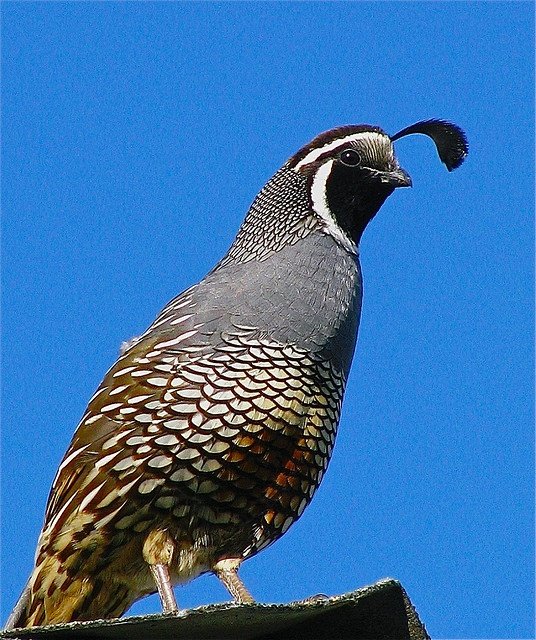Juvenile California Valley Quail