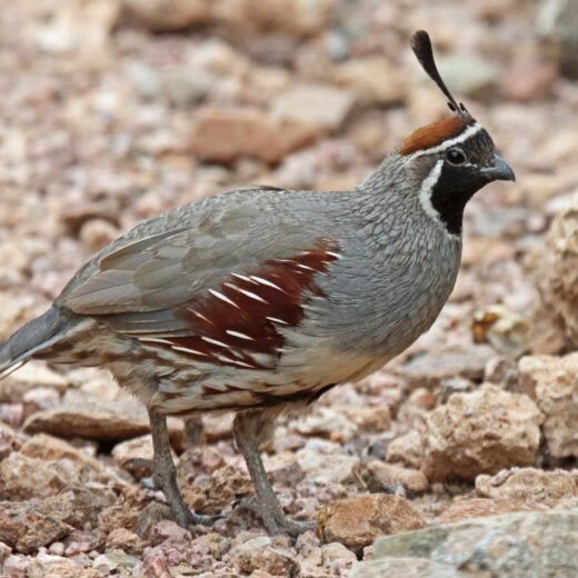 Juvenile Gambel Quail