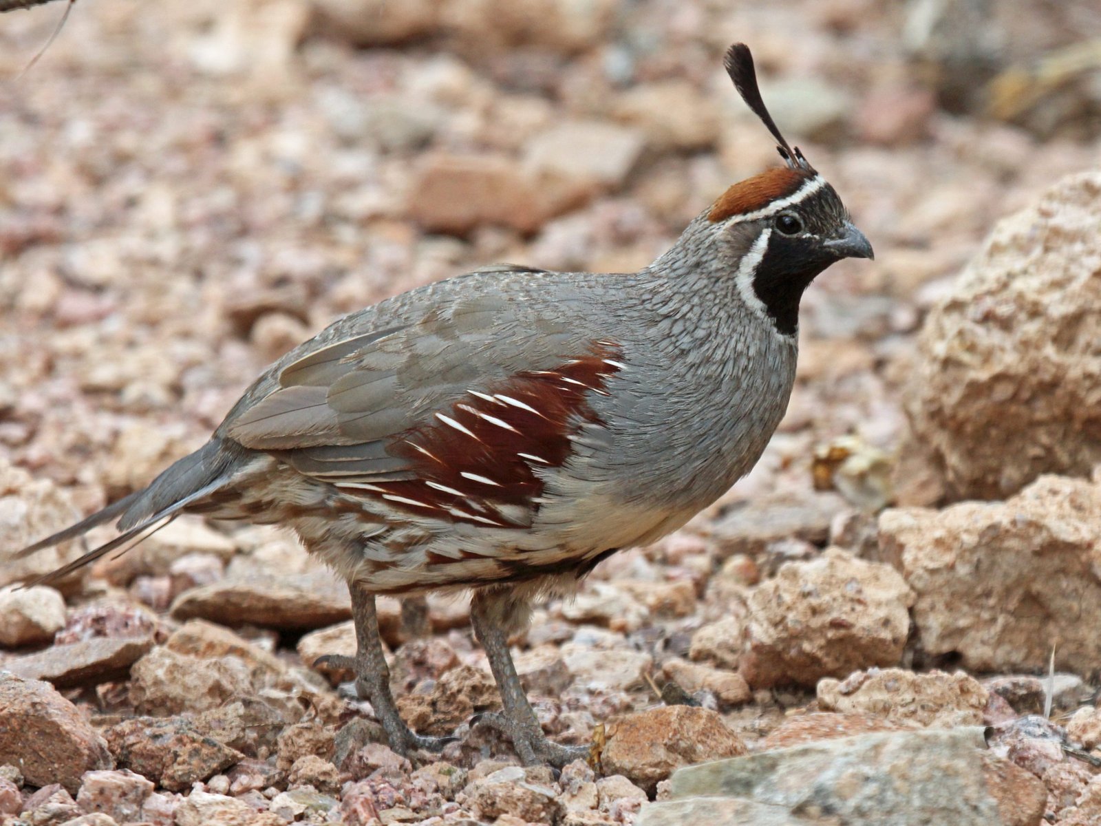 Juvenile Gambel Quail