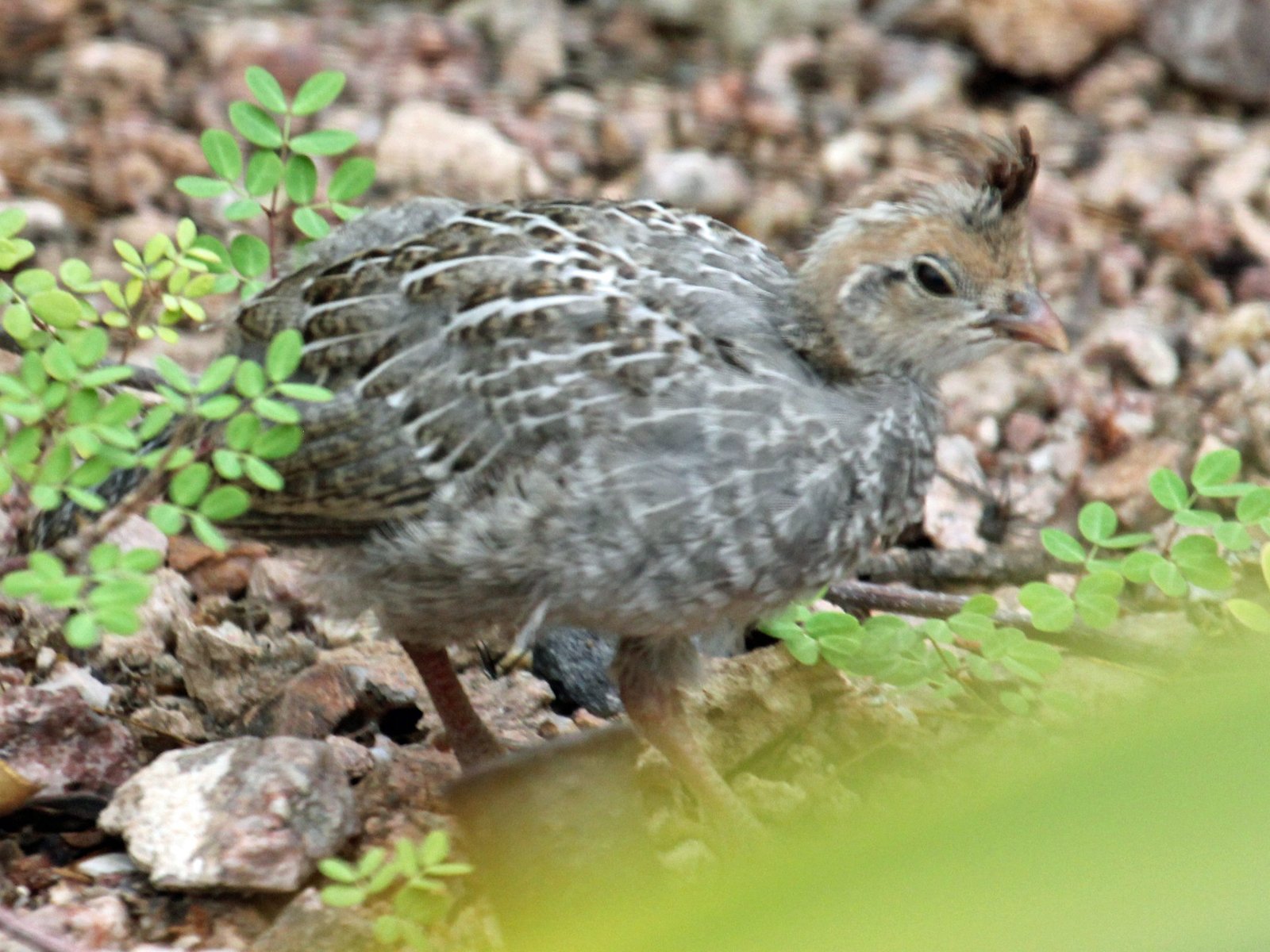 Juvenile Gambel Quail - Image 2
