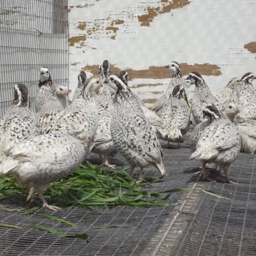 Juvenile Snowflake Bobwhite Quail