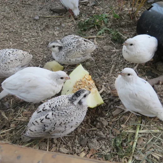 Juvenile White Bobwhite Quail
