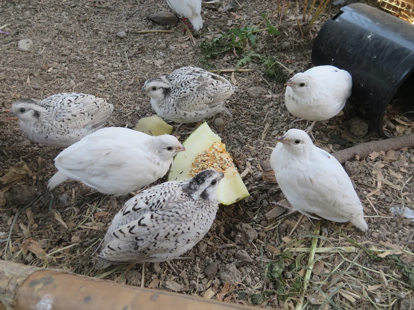 Juvenile White Bobwhite Quail