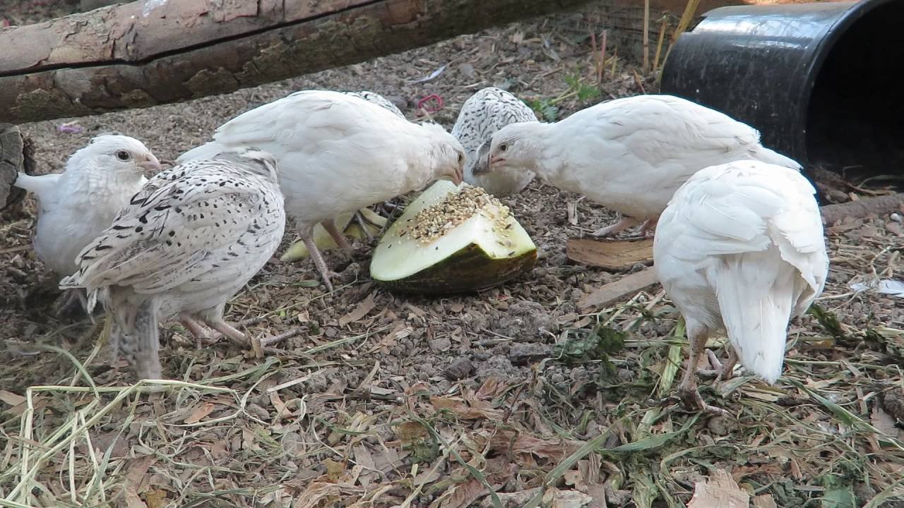 Juvenile White Bobwhite Quail - Image 2