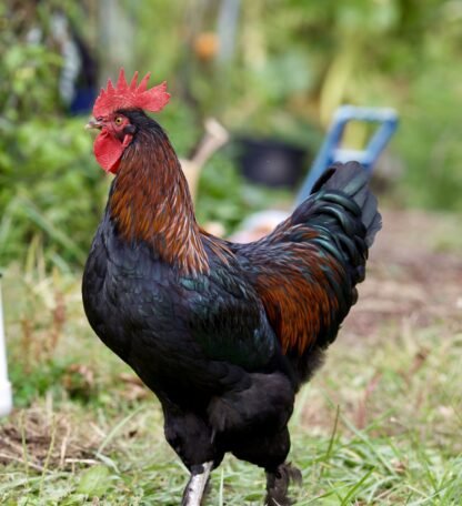 black copper marans roosters for sale