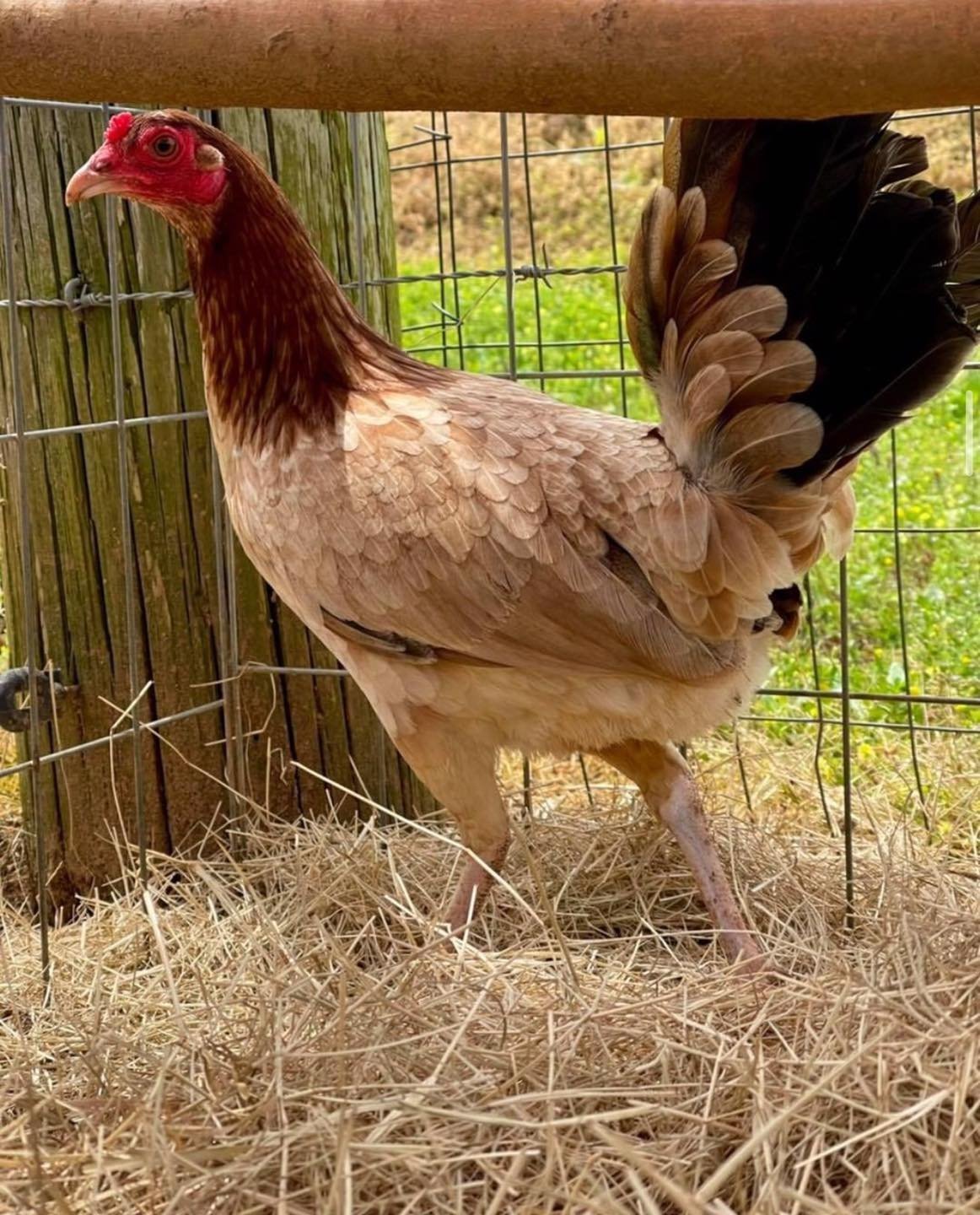 kelso hen gamefowl for sale - Image 2