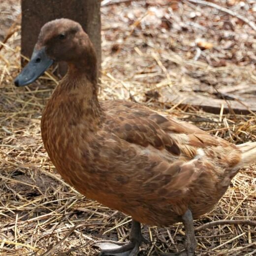 Buy Khaki Campbell Duck FOR SALE