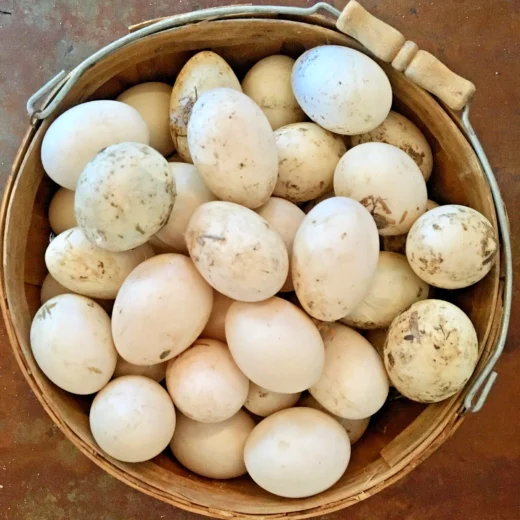 Buy fertile Khaki Campbell hatching eggs online