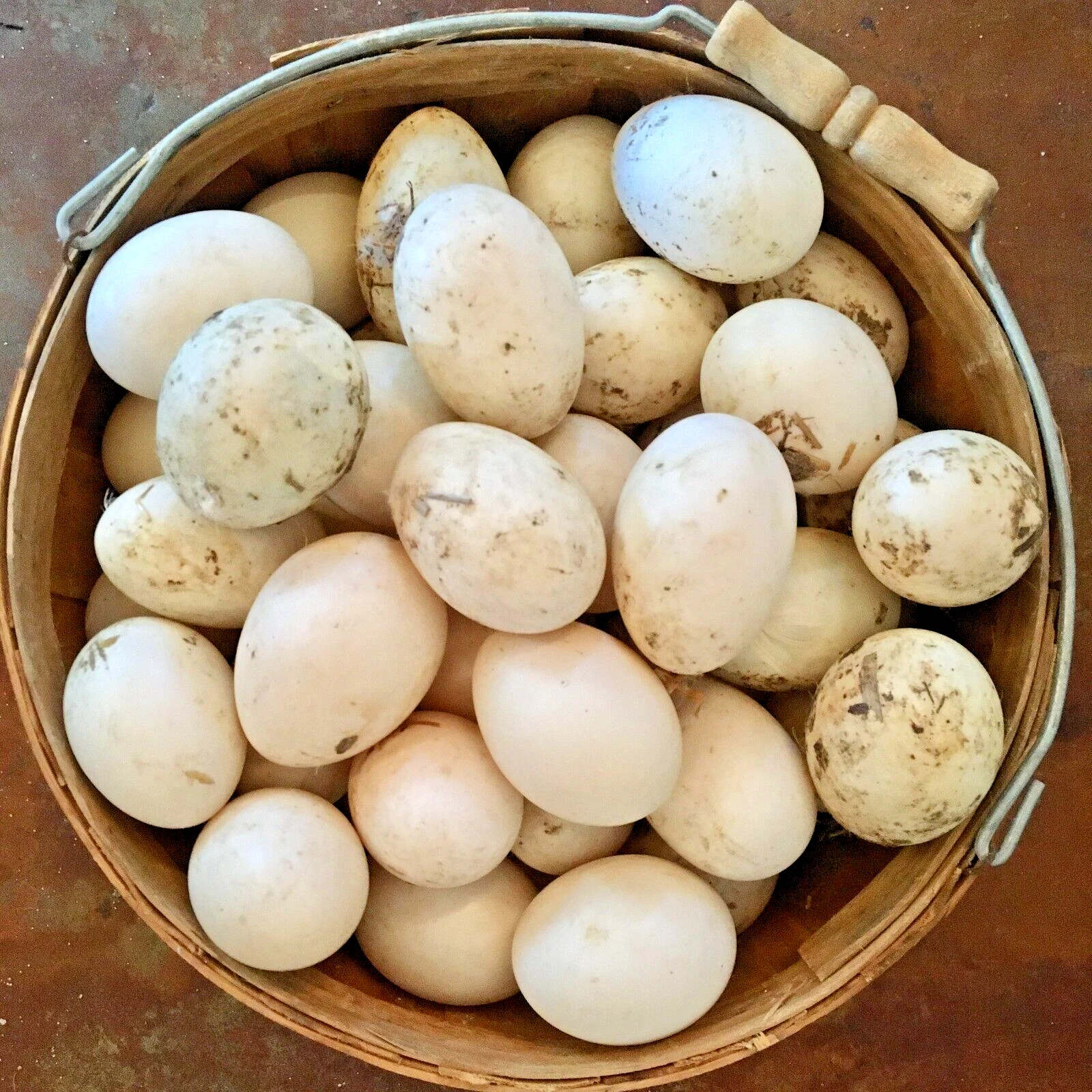 Buy fertile Khaki Campbell hatching eggs online