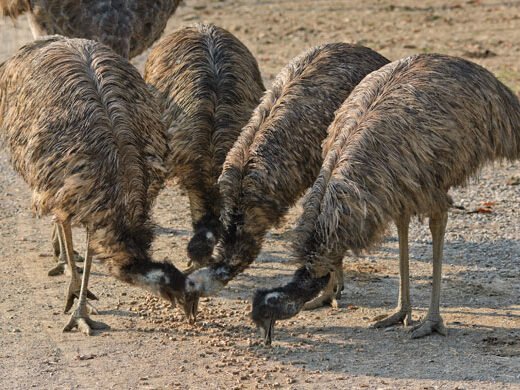 King Island Emus