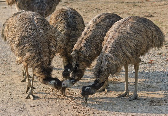 King Island Emus