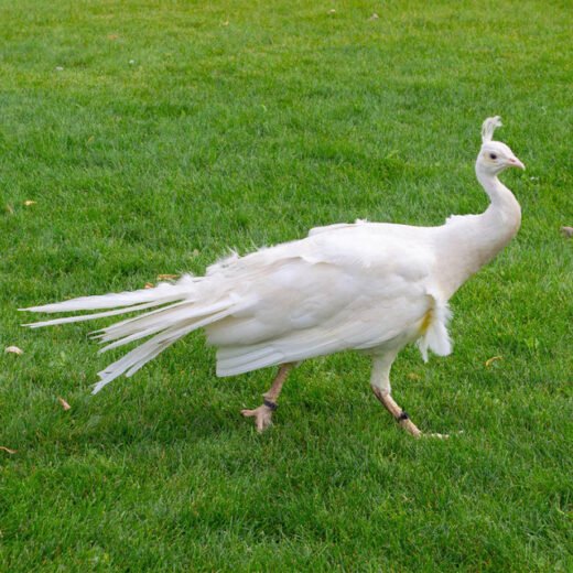 White Peafowl For Sale