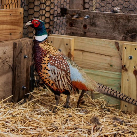 Chinese Ringneck Pheasants Chicks, Not Sexed
