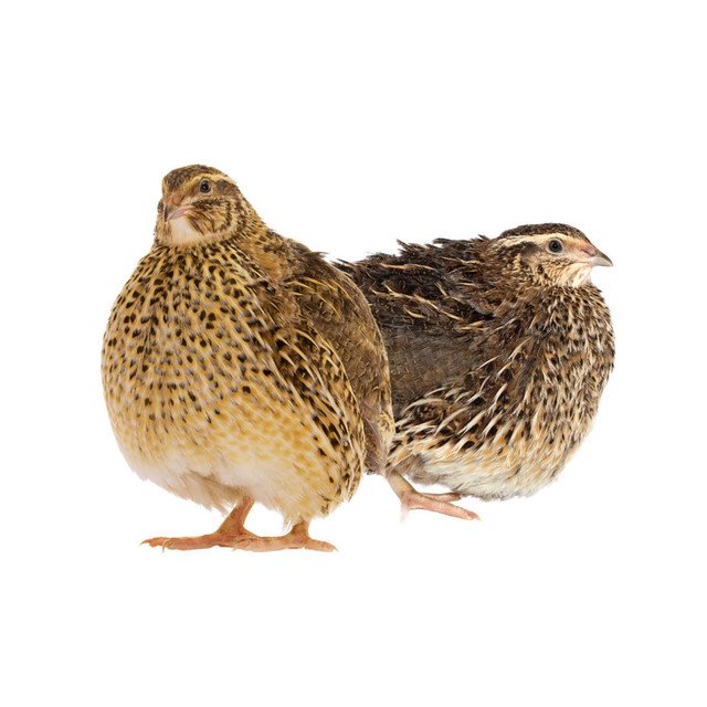 Jumbo Coturnix Quail Chicks