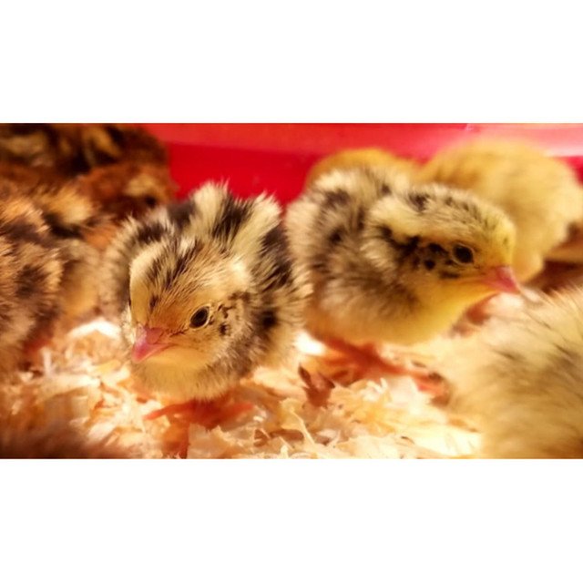 Jumbo Coturnix Quail Chicks - Image 2