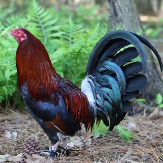 purebred Lacy Roundhead gamefowl roosters