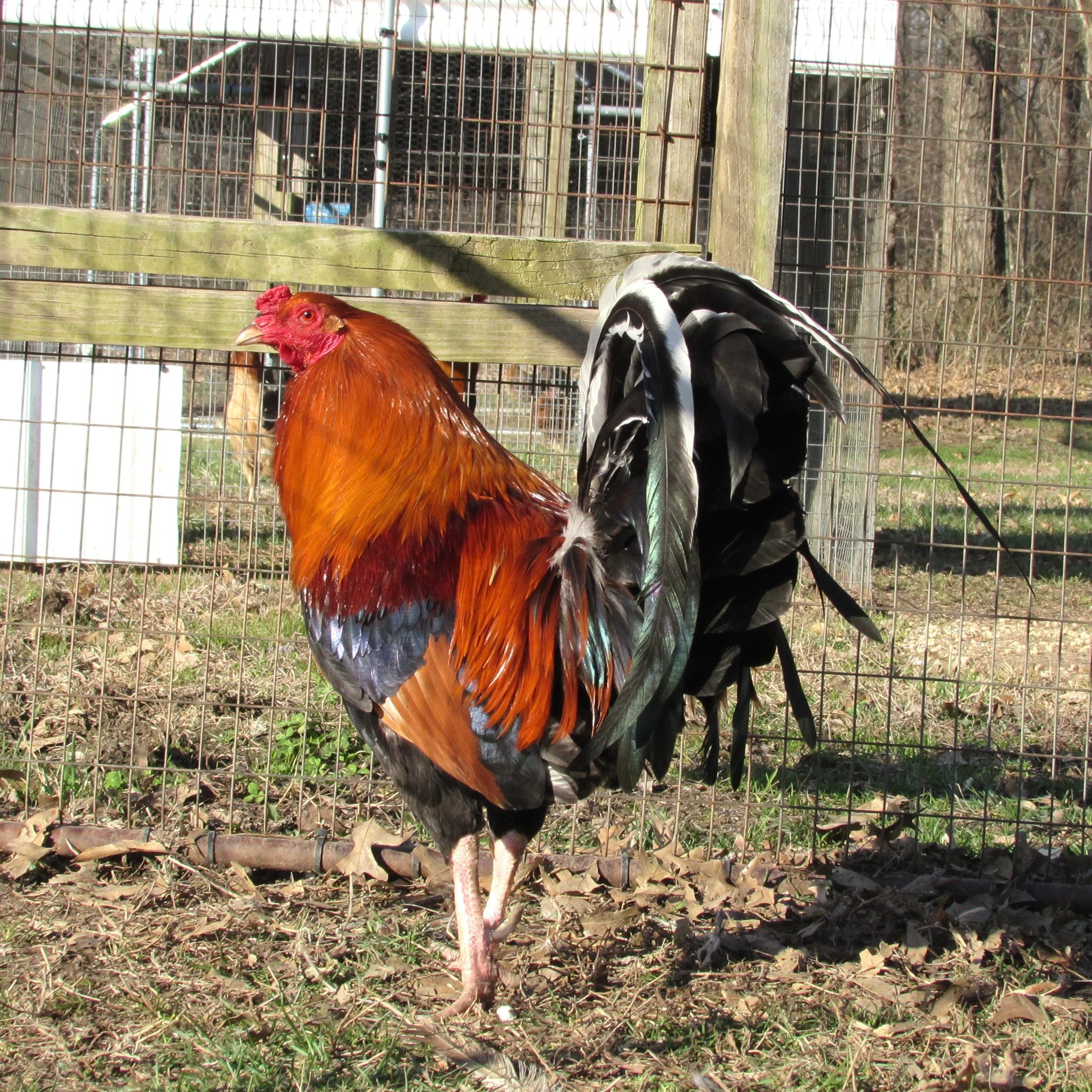 purebred Lacy Roundhead gamefowl roosters - Image 5