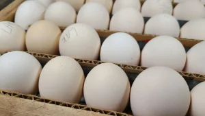 Buy fertile Lakenvelder hatching eggs online