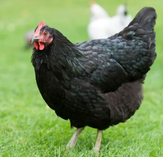 black langshan chickens for sale