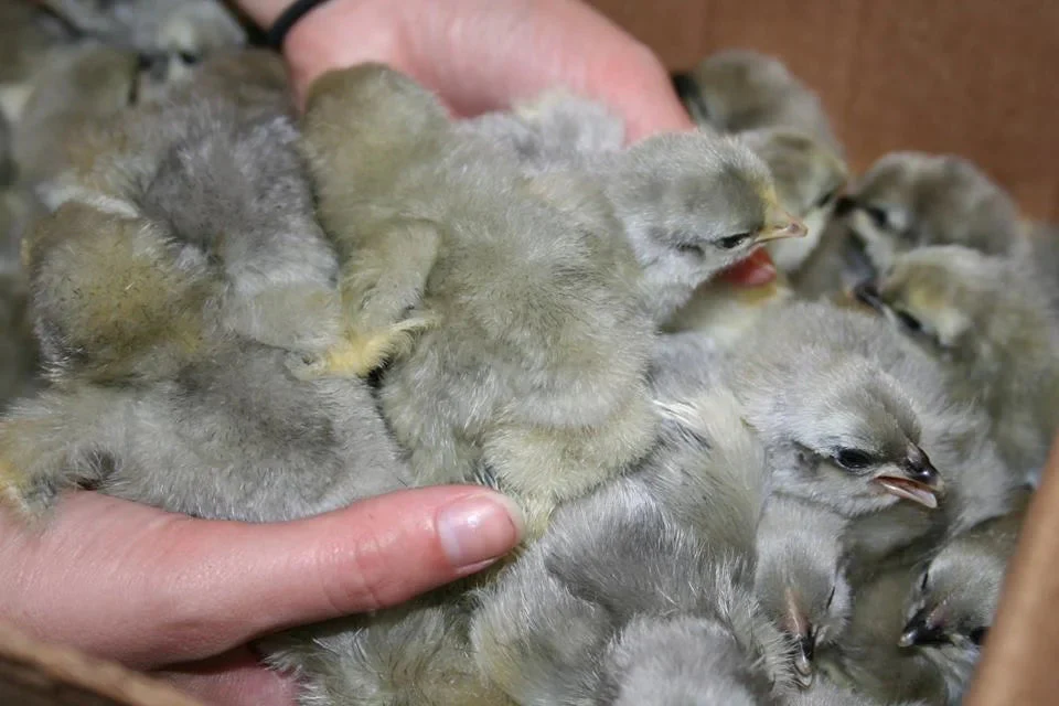 Buy live Lavender Orpington day-old chicks online - Image 2