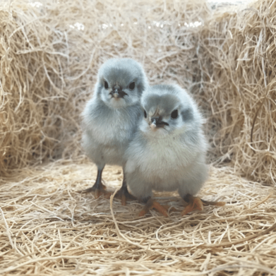 Buy live Lavender Orpington day-old chicks online