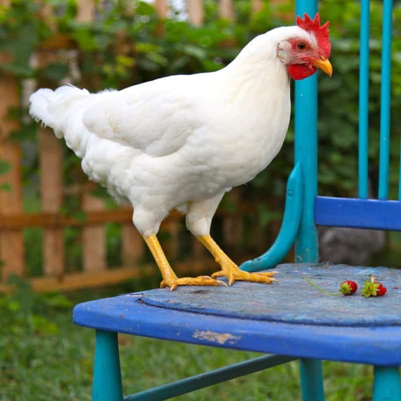 white leghorn hens for sale - Image 2