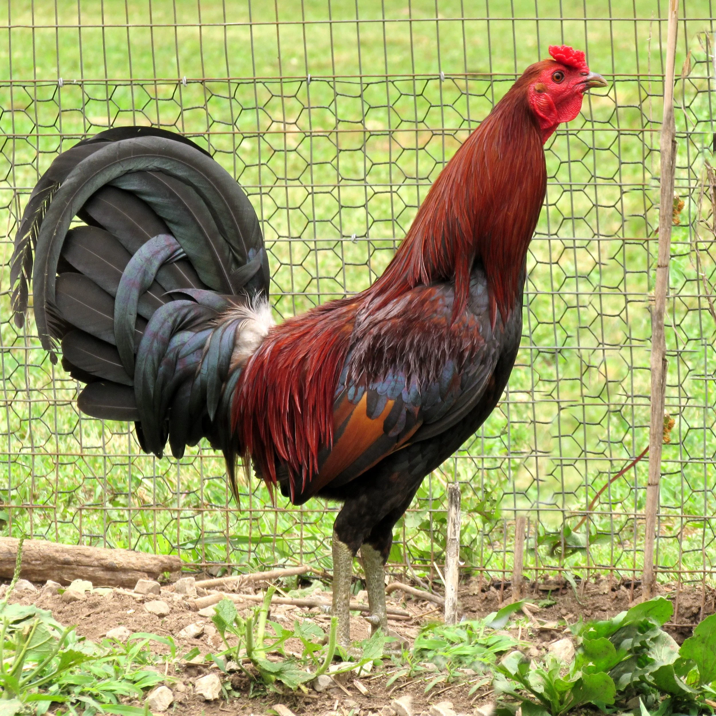 Buy purebred Rat Graves Leiper gamefowl roosters - Image 4