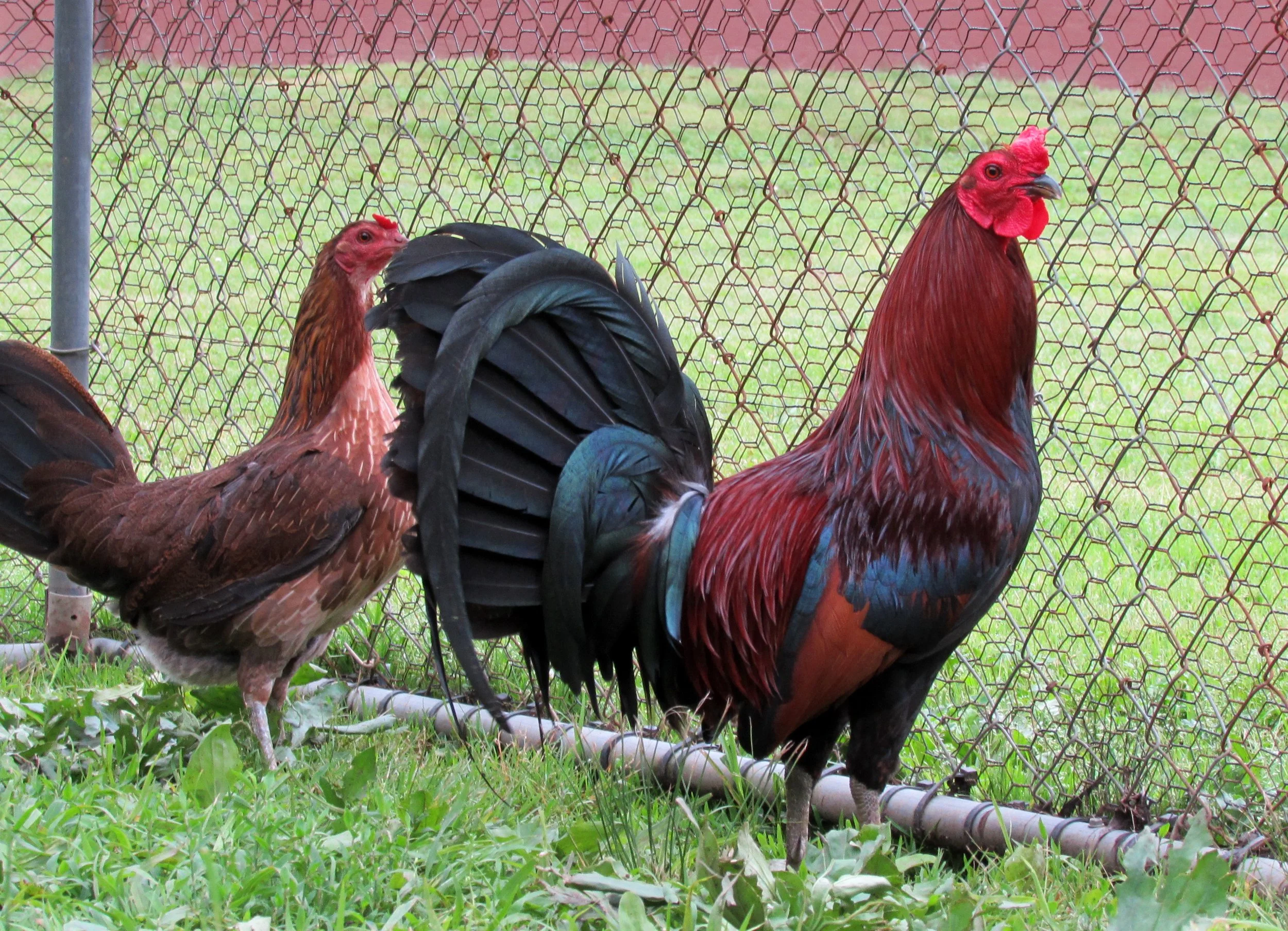 Buy purebred Rat Graves Leiper gamefowl roosters - Image 2