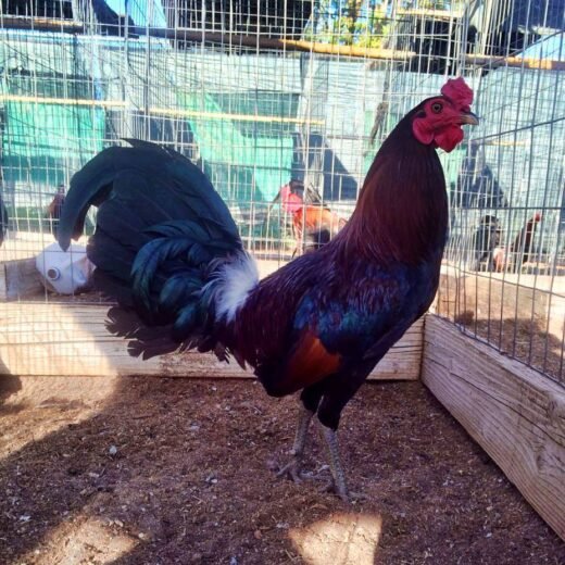 Buy purebred Dark Hatch brood cocks online