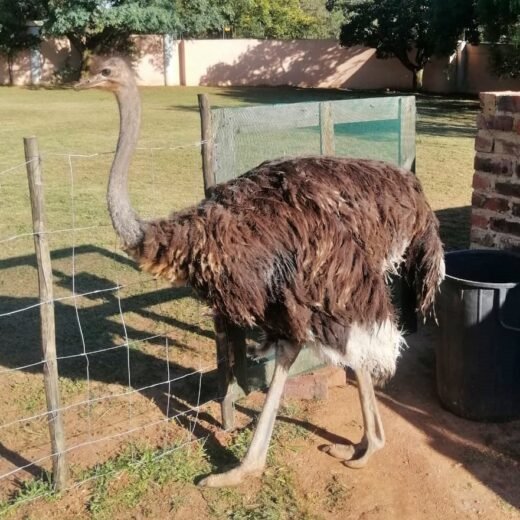 Majestic Ostrich For Sale