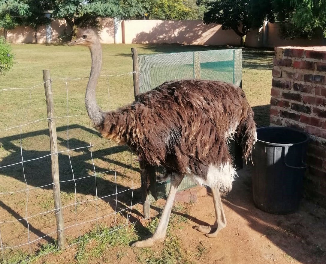 Majestic Ostrich For Sale