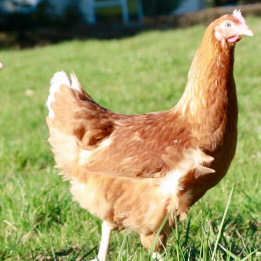 lohmann brown hens for sale