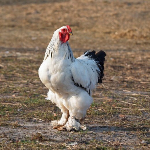 light brahma rooster for sale