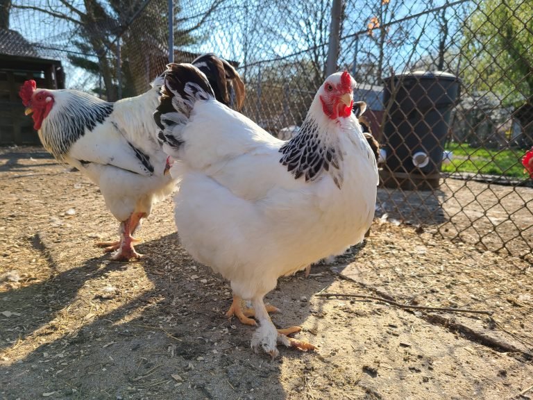 light brahma hens for sale - Image 3