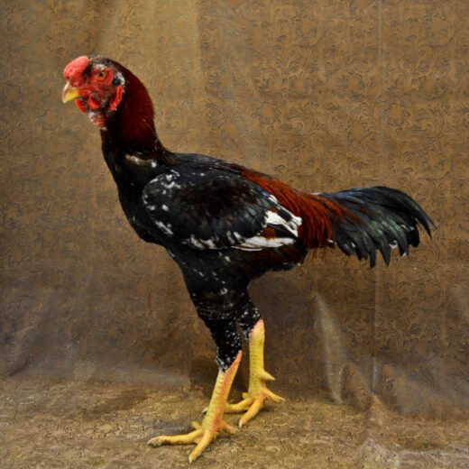 Purebred Malay Gamefowl Roosters for sale