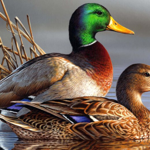 Mallard For Sale