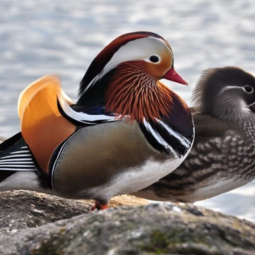 Mandarin Ducks