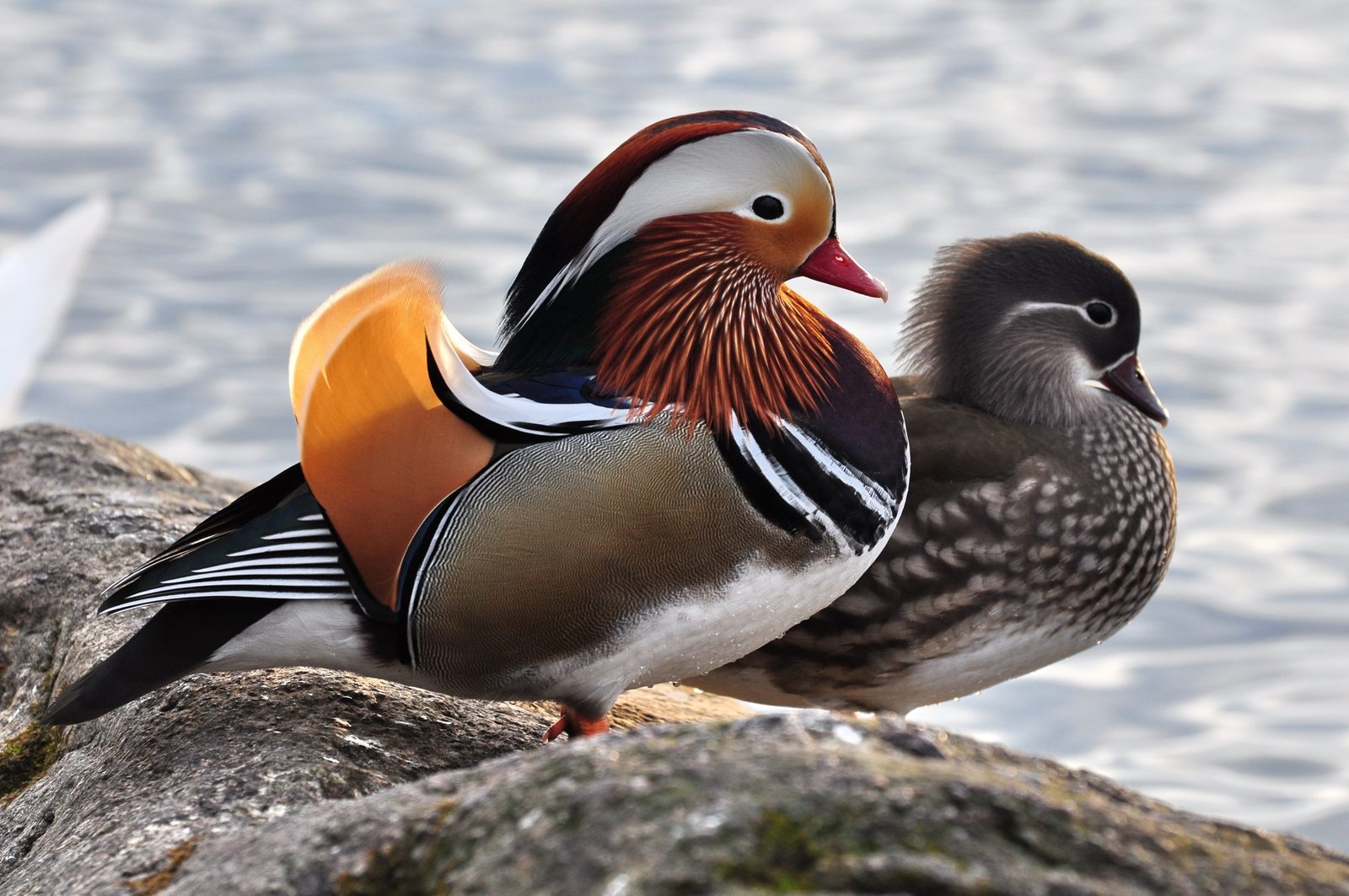 Mandarin Ducks