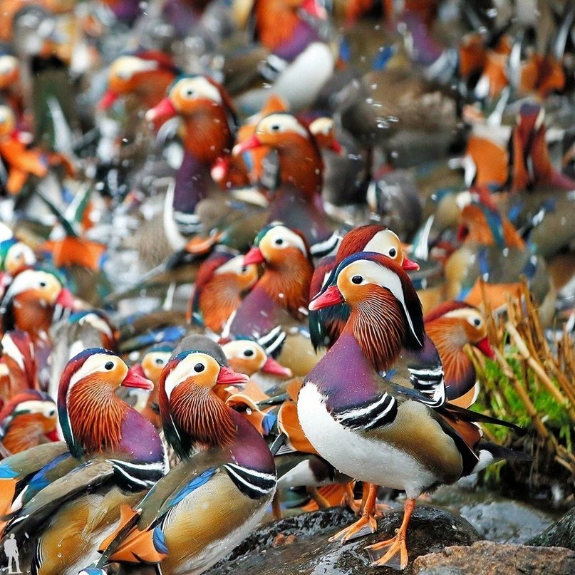 Mandarin Ducks - Image 3