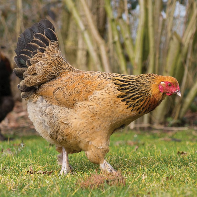 buff brahma bantam hens for sale - Image 2