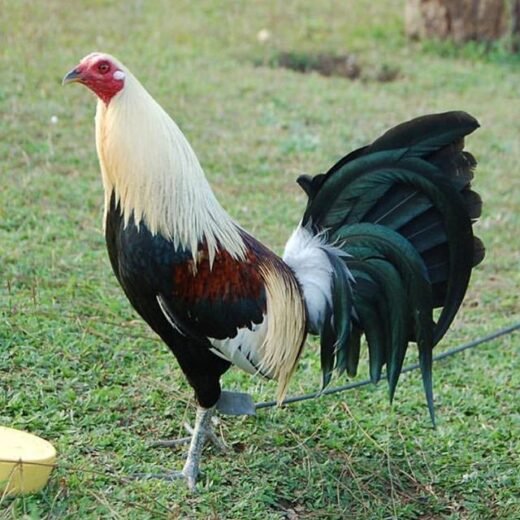 Mclean Hatch Hen