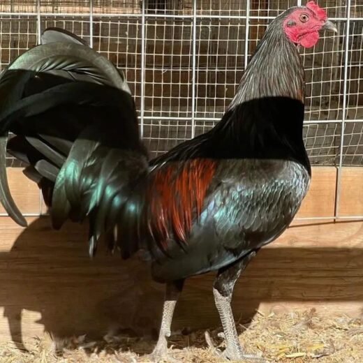 Buy purebred Black McRae gamefowl roosters