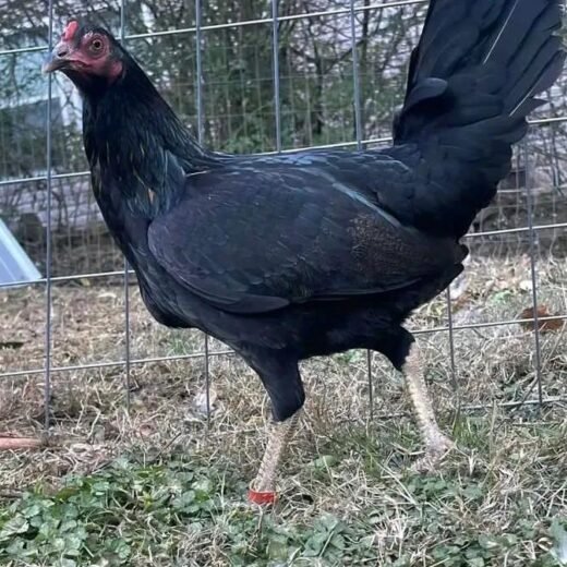 McRae Gamefowl Hens For Sale