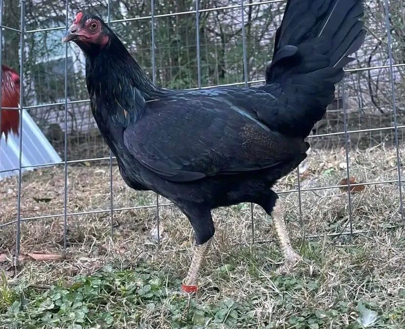 McRae Gamefowl Hens For Sale