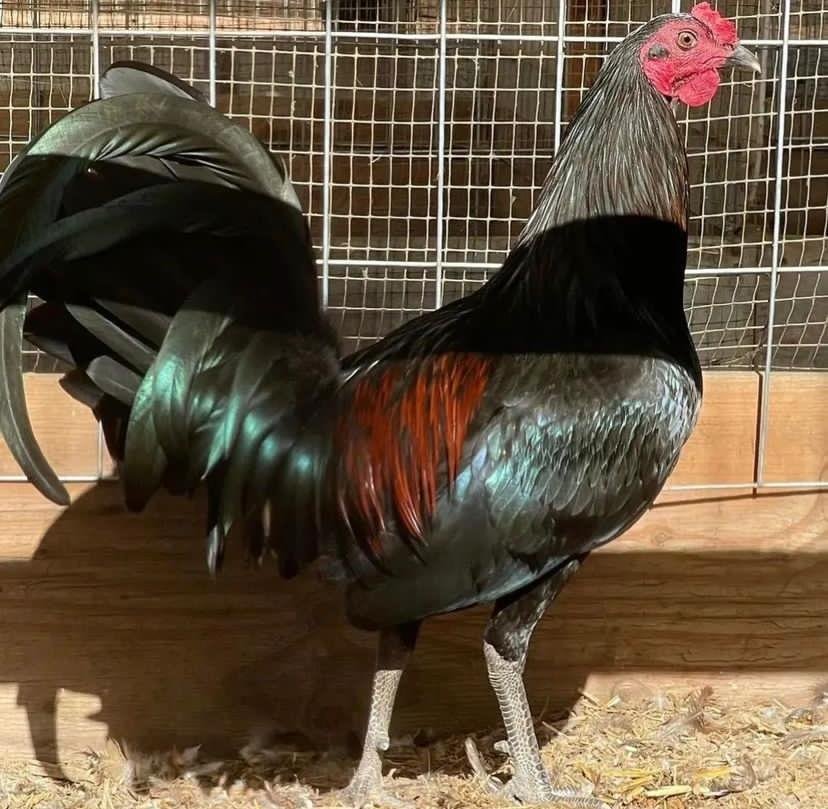 Buy purebred Black McRae gamefowl roosters