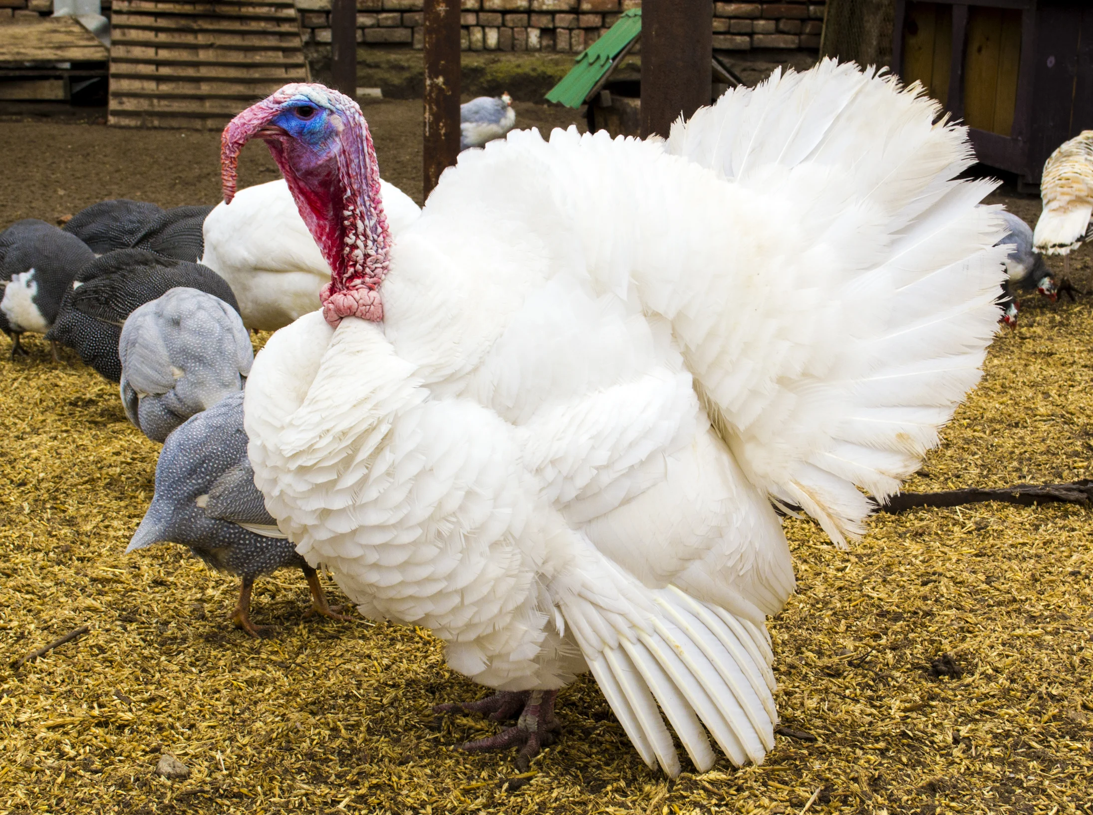 Midget White Turkeys For Sale