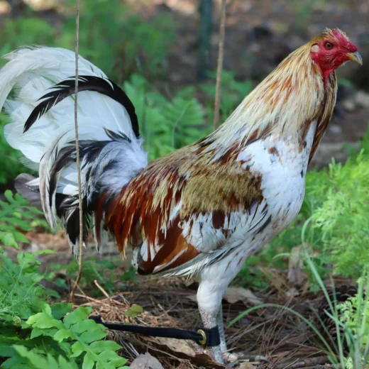Purebred Miner Blue Gamefowl Cocks For Sale